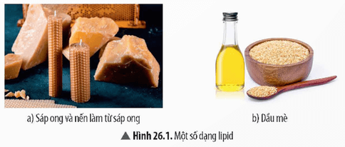 Lý thuyết KHTN 9 Bài 26: Lipid và chất béo | Chân trời sáng tạo