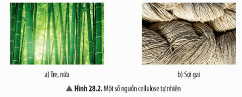 Lý thuyết KHTN 9 Bài 28: Tinh bột và cellulose | Chân trời sáng tạo