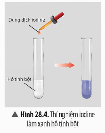 Lý thuyết KHTN 9 Bài 28: Tinh bột và cellulose | Chân trời sáng tạo