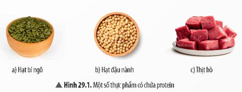 Lý thuyết KHTN 9 Bài 29: Protein | Chân trời sáng tạo