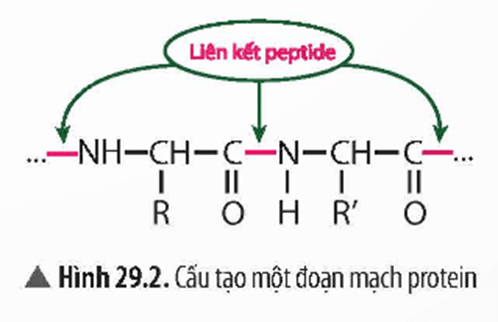 Lý thuyết KHTN 9 Bài 29: Protein | Chân trời sáng tạo