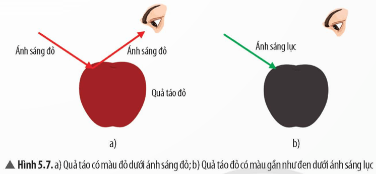 Lý thuyết KHTN 9 Bài 5: Tán sắc ánh sáng qua lăng kính. Màu sắc của vật | Chân trời sáng tạo