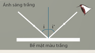 Em hãy biểu diễn các tia sáng đến mắt đối với vật ta quan sát thấy màu trắng