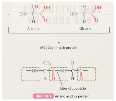 Hình 31.1 mô tả một số amino acid (alanine và glycine) và một đoạn mạch protein