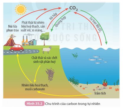 Quan sát Hình 35.2 và cho biết vai trò của carbon dioxide trong tự nhiên