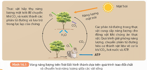 Lý thuyết KHTN 9 Kết nối tri thức  Bài 16: Vòng năng lượng trên Trái Đất. Năng lượng hoá thạch