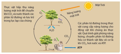 Trắc nghiệm KHTN 9 Bài 16: Vòng năng lượng trên Trái Đất. Năng lượng hoá thạch | Kết nối tri thức