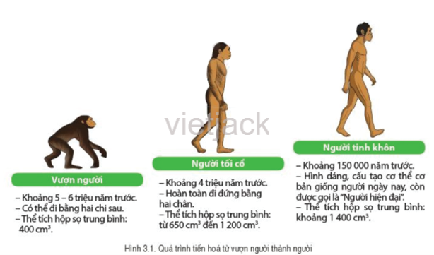 Quan sát sơ đồ hình 3.1 và cho biết quá trình tiến hóa từ vượn thành người