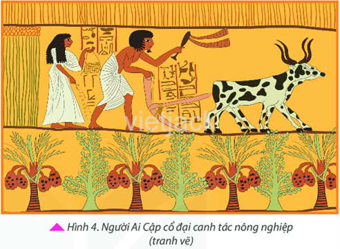 Hình 4 cho em biết điều gì về sản xuất nông nghiệp của người Ai Cập