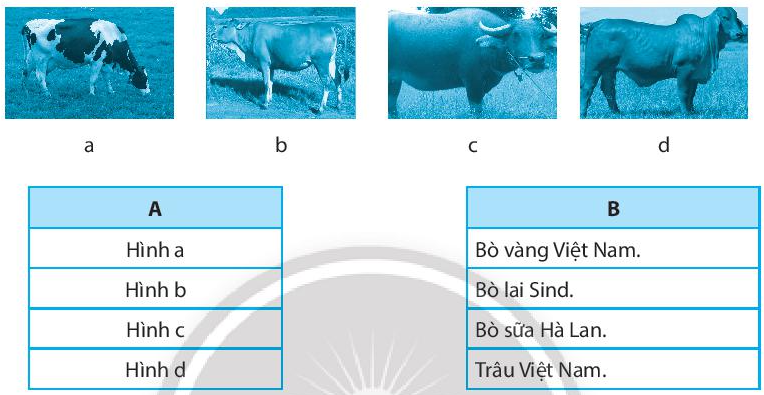 Nối hình ảnh (cột A) với tên của gia súc ăn cỏ (cột B) cho phù hợp