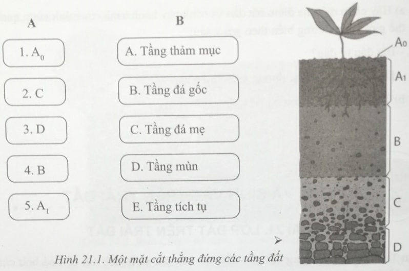 Bài 21: Lớp đất trên Trái Đất