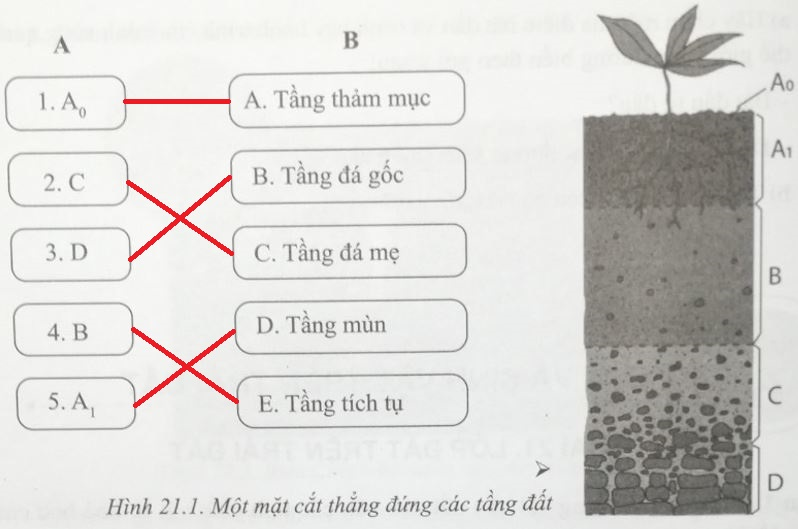 Bài 21: Lớp đất trên Trái Đất