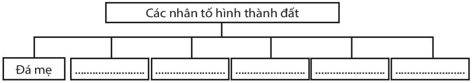 Bài 19. Lớp đất và các nhân tố chính hình thành đất. Một số nhóm đất điển hình