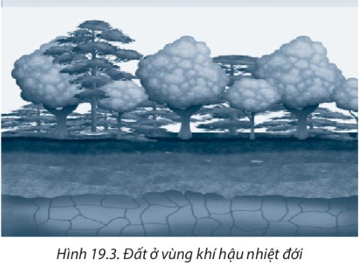 Bài 19. Lớp đất và các nhân tố chính hình thành đất. Một số nhóm đất điển hình