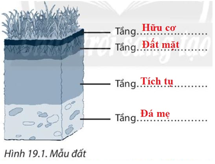 Bài 19. Lớp đất và các nhân tố chính hình thành đất. Một số nhóm đất điển hình