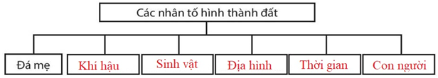 Bài 19. Lớp đất và các nhân tố chính hình thành đất. Một số nhóm đất điển hình