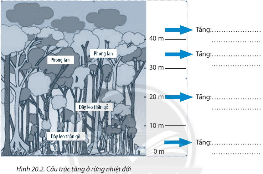 Bài 20. Sinh vật và sự phân bố các đới thiên nhiên. Rừng nhiệt đới