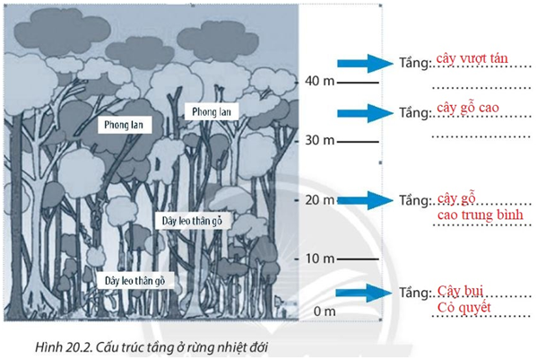 Bài 20. Sinh vật và sự phân bố các đới thiên nhiên. Rừng nhiệt đới