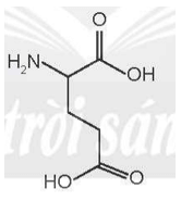 Glutamic acid là một trong 20 amino acid cần thiết cho cơ thể