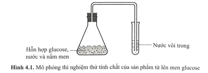 Trong quá trình sản xuất rượu vang, người ta sử dụng nấm men Saccharomyces cerevisiae 