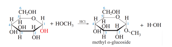 Viết phương trình hoá học của phản ứng giữa glucose với methanol khi có hydrogen chloride làm xúc tác