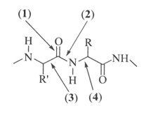 Trong cấu trúc phân tử của chất cho ở hình bên liên kết peptide là trang 23 Sách bài tập Hóa học 12