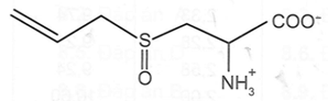 Alliin là một amino acid có trong tỏi tươi, khi đập dập hay nghiền enzyme alliinase