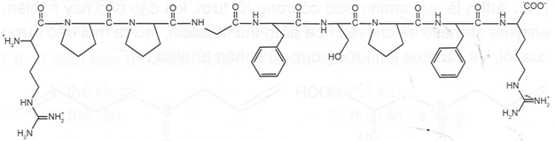 Bradykinin là một peptide được sản sinh từ huyết thanh trong máu là chất làm giãn mạch máu