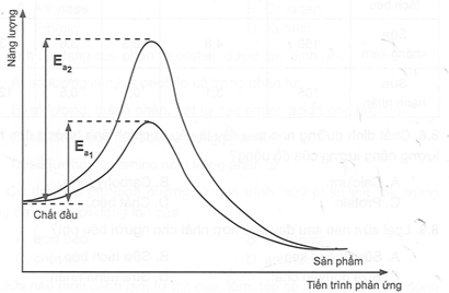 Enzyme đóng vai trò xúc tác cho nhiều phản ứng, phổ biến trong phản ứng hữu cơ