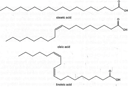 Acid béo là thành phần quan trọng của một chế độ ăn uống lành mạnh