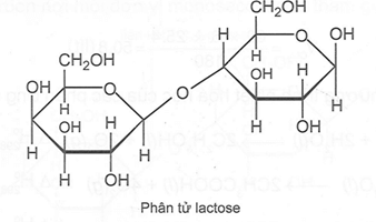 Lactose hay đường sữa, là một disaccharide có trong sữa. Những người không dung nạp được lactose