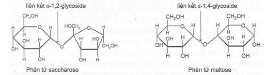 Cấu trúc phân tử saccharose và maltose được cho dưới đây trang 48 Sách bài tập Hóa học 12