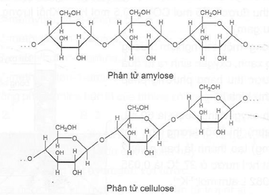 Quan sát cấu trúc phân tử amylose và phân tử cellulose dưới đây trang 49 Sách bài tập Hóa học 12