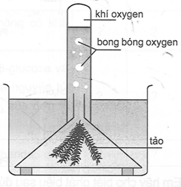 Trong một thí nghiệm quang hợp của tảo xanh, oxygen sinh ra từ quá trình này