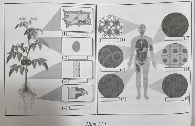 Sách bài tập Khoa học tự nhiên lớp 6 Bài 12: Tế bào – Đơn vị cơ sở của sự sống | Cánh diều Giải SBT Khoa học tự nhiên 6