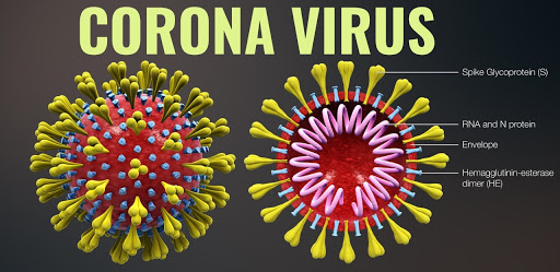 Sách bài tập Khoa học tự nhiên lớp 6 Bài 16: Virus và vi khuẩn | Cánh diều Giải SBT Khoa học tự nhiên 6