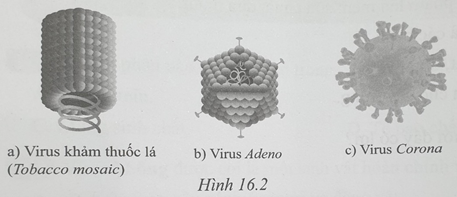Sách bài tập Khoa học tự nhiên lớp 6 Bài 16: Virus và vi khuẩn | Cánh diều Giải SBT Khoa học tự nhiên 6