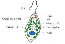 Bài 24. Thực hành: Quan sát và mô tả cơ thể đơn bào, cơ thể đa bào