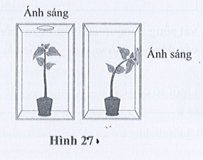 Giải SBT Khoa học tự nhiên 7 trang 61 Cánh diều