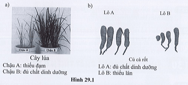 Quan sát hình 29.1, nêu vai trò của chất dinh dưỡng đối với từng loài cây