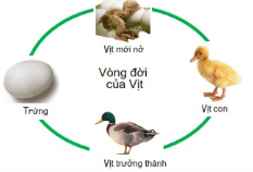 Vẽ chu trình sinh trưởng và phát triển của vịt, lợn và ếch