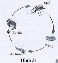 Quan sát chu trình sinh trưởng và phát triển của loài muỗi ở hình 31 và hoàn thành bảng sau