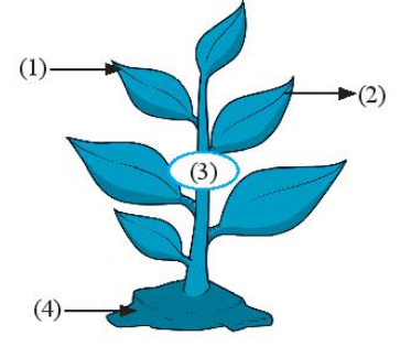 Hãy hoàn thành chú thích trong hình bên về quá trình trao đổi chất ở thực vật