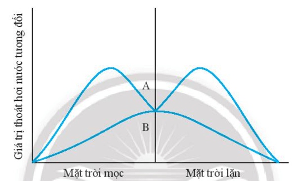 Hình bên dưới biểu diễn quá trình thoát hơi nước của một cây trưởng thành