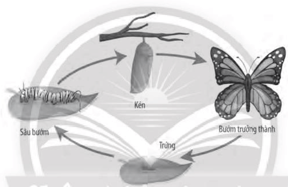 Hai bạn A và B tranh luận với nhau, bạn A cho rằng cần tiêu diệt hết các loài bướm