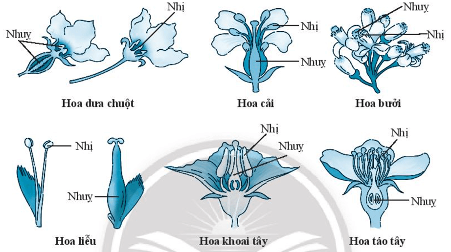 Quan sát hình các loại hoa dưới đây và hoàn thành các yêu cầu sau