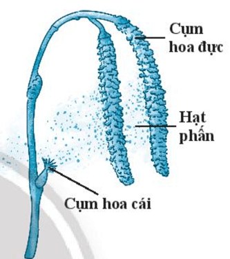 Quan sát hình bên và cho biết yếu tố nào ảnh hưởng đến sự thụ phấn