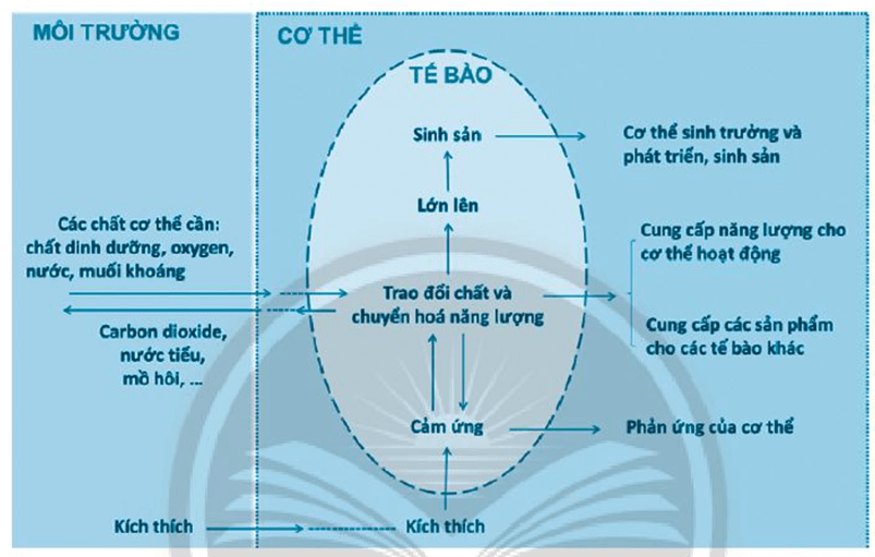 Lấy ví dụ chứng minh mối quan hệ thể hiện trong sơ đồ trên đối với động vật