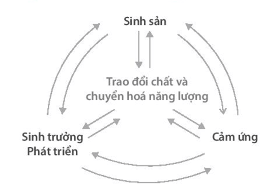 Vẽ sơ đồ về mối quan hệ giữa các hoạt động sống trong cơ thể thực vật