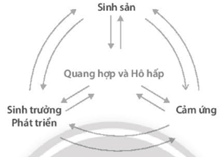 Vẽ sơ đồ về mối quan hệ giữa các hoạt động sống trong cơ thể thực vật